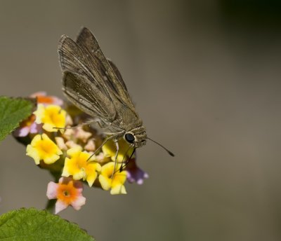 3. Pelopidas mathias - Lesser Millet Skipper