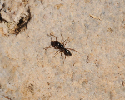 10. Brachyponera sennaarensis (Mayr, 1862) - 'Samsun Ant'