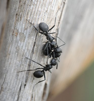 13. Polyrhachis lacteipennis (Smith, 1858)