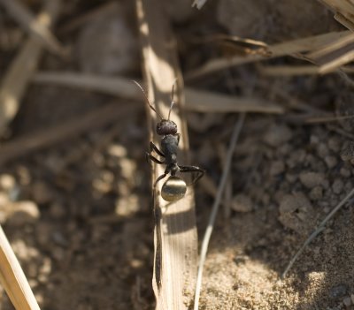 2. Camponotus cf. sericeus (Fabricius, 1798)