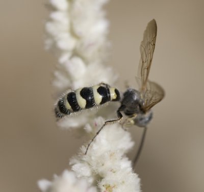 3. Micromeriella hyalina hyalina (Klug, 1832) - male