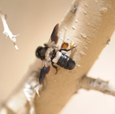 1. Megachile maxillosa (Gurin-Mneville, 1845) - female