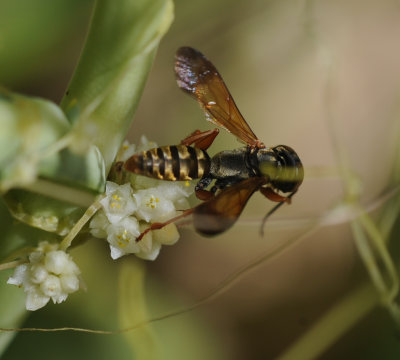 21. Liris haemorrhoidalis (Fabricius, 1804) 