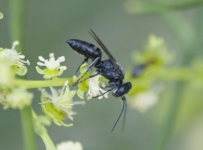 Tachysphex sp. (1) (close to T. unicolor)