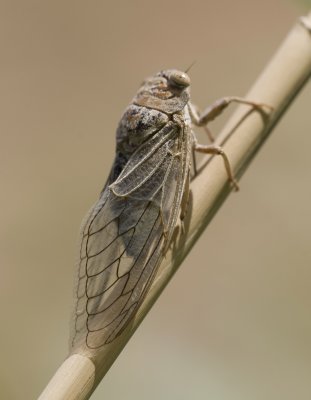 1. Platypleura arabica (Myers, 1928)- Arabian Cicada