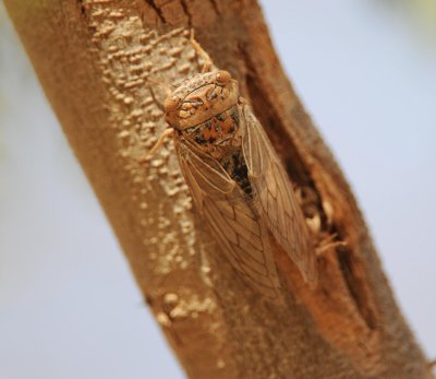 1. Platypleura arabica (Myers, 1928)- Arabian Cicada