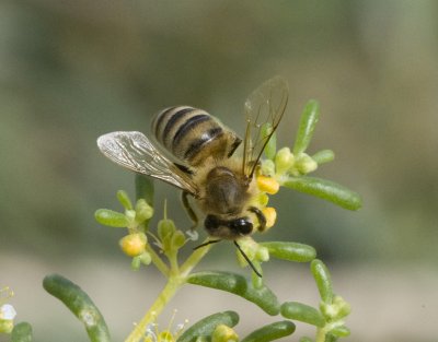 2. Apis mellifera (Linnaeus, 1758) - Honey Bee 