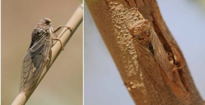 Cicadidae - Cicadas (family): 1 species