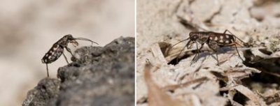 Carabidae - Ground Beetles (family): 10 species