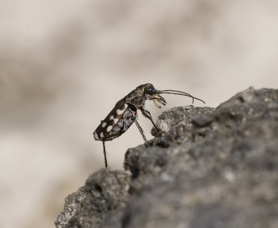 1. Cicindela (Calomera) aulica aulica (Dejean, 1831)