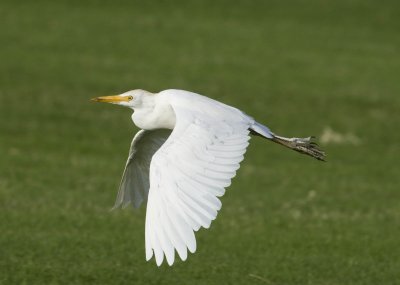 8. Western Cattle Egret - Bubulcus ibis