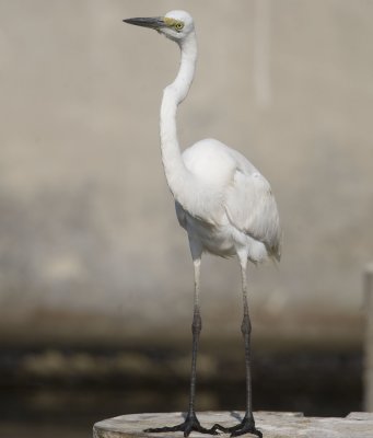 5. Great Egret - Ardea alba
