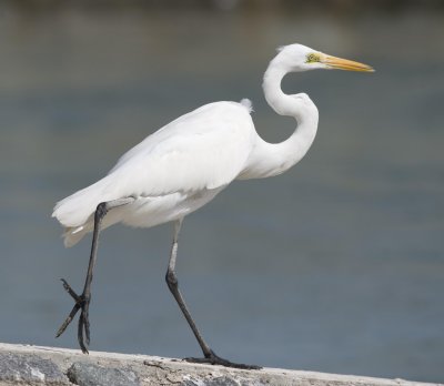 5. Great Egret - Ardea alba