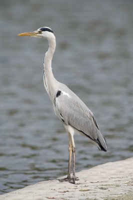 3 Grey Heron - Ardea cinerea