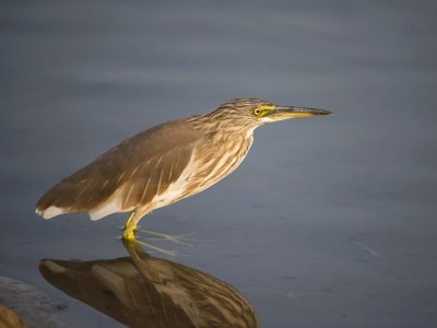 11. Indian Pond Heron - Ardeola grayii