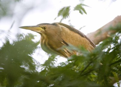 2. Little Bittern - Ixobrychus minutus