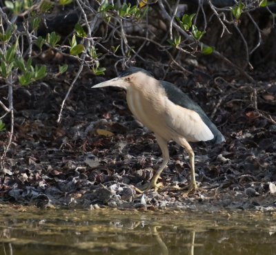 2. Little Bittern - Ixobrychus minutus