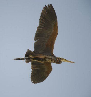 4. Purple Heron - Ardea purpurea