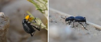 Tenebrionidae - Darkling Beetles (family): 19 species