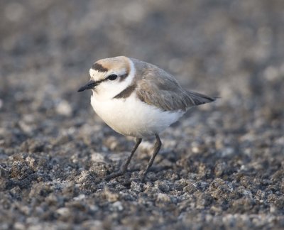 11. Kentish Plover - Charadrius alexandrinus