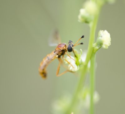 1. Rhopalia gyps (Bowden, 1987)