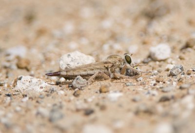 Apoclea sp.  female