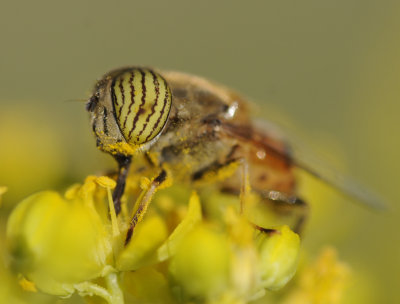 1. Eristalinus taeniops (Wiedemann, 1818) - Band-eyed Drone Fly - male