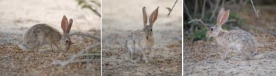 Lagomorpha (order): 1 species