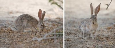 Leporidae (family): 1 species