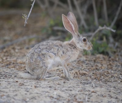 1. Lepus capensis aegyptius