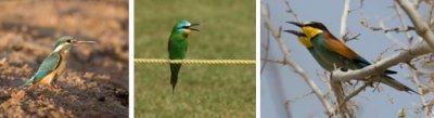 CORACIIFORMES - bee-eaters, rollers, kingfishers (order): 9 species