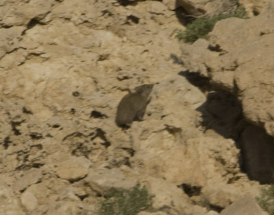 Rock Hyrax - Procavia capensis