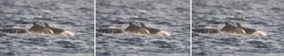 Cetacea (order): 5 species