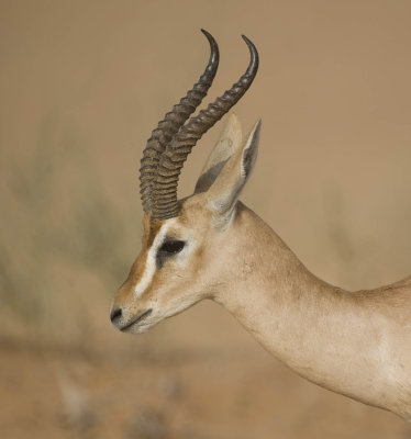 2. Arabian Gazelle (or Mountain Gazelle) - Gazella gazella