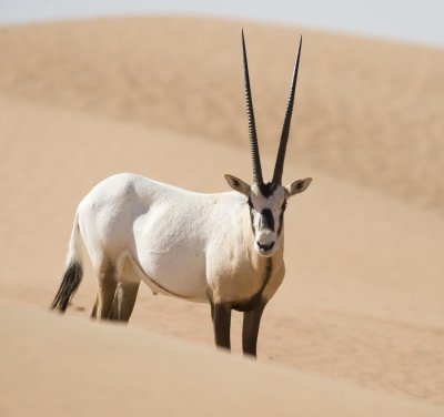 4. Arabian Oryx - Oryx leucoryx