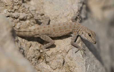 1. Rock Semaphore Gecko - Pristurus rupestris