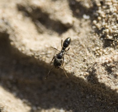 10. Brachyponera sennaarensis (Mayr, 1862) - Samsun Ant