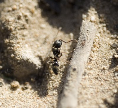 10. Brachyponera sennaarensis - 'Samsun Ant'