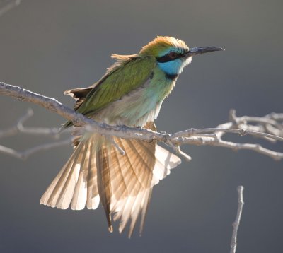 1. Green Bee-eater - Merops orientalis