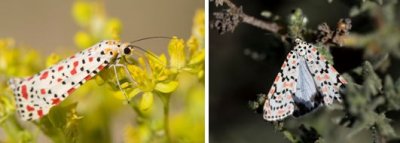 Arctiinae (subfamily of moths): 3 species