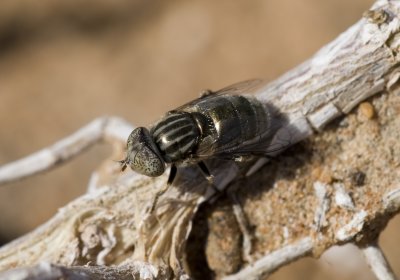 3. Eristalinus aeneus (Scopoli, 1763)