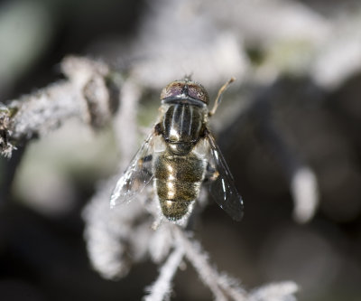 3. Eristalinus aeneus (Scopoli, 1763)