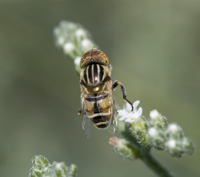 4. Eristalinus megacephalus (Rossi, 1794)