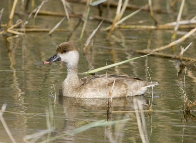 14. Red-crested Pochard - Netta rufina