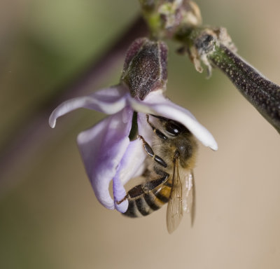 2. Apis mellifera (Linnaeus, 1758) - Honey Bee 