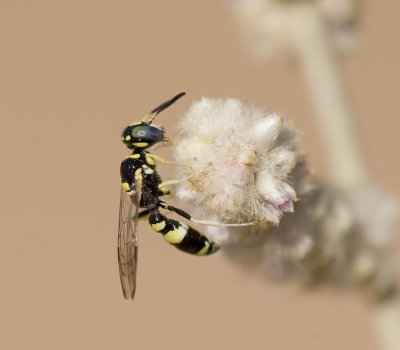 29. Philanthus coarctatus (Spinola, 1839) - male