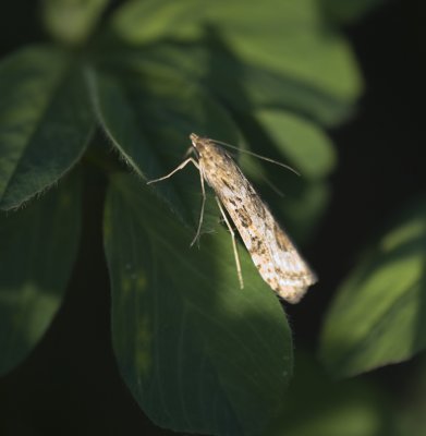 2. Nomophila noctuella (Denis & Schiffermller, 1775) - Rush Veneer