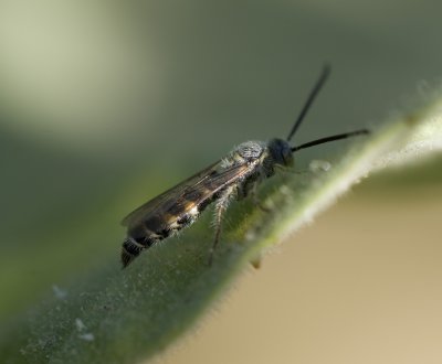 3. Micromeriella hyalina hyalina (Klug,1832) - male