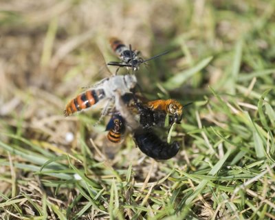 1. Campsomeriella thoracica (Fabricius, 1787) - (males fighting over a female)