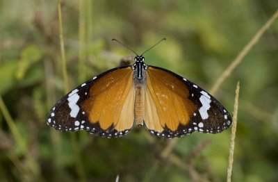 1. Danaus chrysippus (Linnaeus, 1758) -  Plain Tiger